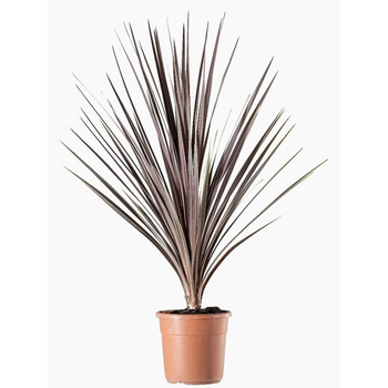 Visuel 1 du produit Cordyline Australis. Le pot de 2 litres