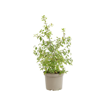 Visuel 1 du produit Prunus spinosa coloris vert – 3 L