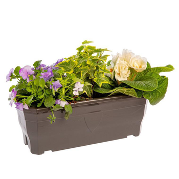 Visuel 1 du produit Jardinière printanière de Viola, Lierre et Primevère à fleurs multicolores - La jardinière de 30 cm