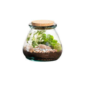 Visuel 1 du produit Terrarium autonome botanic® Bila Uso - Taille M Ø 15 cm H 15 cm