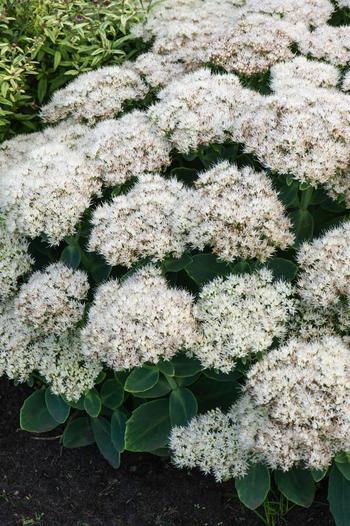 Visuel 1 du produit Sédum ‘Bundle of Joy’ - Le pot de 2 litres