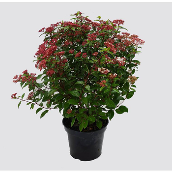 Visuel 1 du produit Viburnum Tinus Spirit® (Laurier Tin) 60/80 en pot de 7,5 L blanc