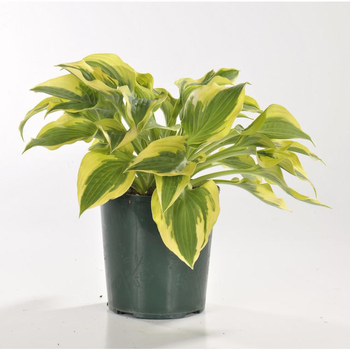 Visuel 1 du produit Hosta variées - Le pot de 2 litres