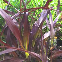 Visuel 1 du produit Pennisetum pourpre - Le pot de 2,5 litres