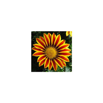 Visuel 1 du produit Gazania - Le pot de 1 litre