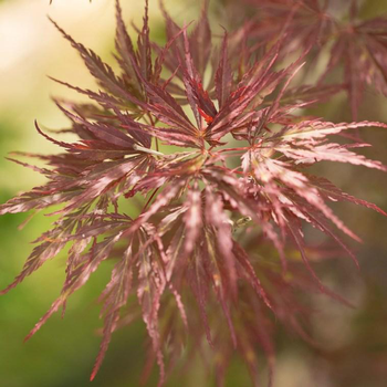 Visuel 1 du produit Erable du Japon (Acer Palmatum) Tamukeyama. Le pot de 220 litres