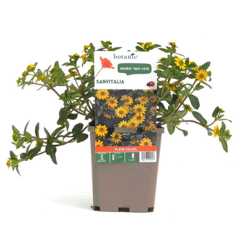 Visuel 1 du produit Sanvitalia - Le pot de 9 x 9 cm