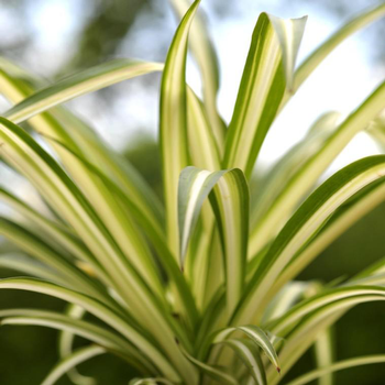 Visuel 1 du produit Chlorophytum ou Plante-araignée vert - Le pot de 7,5 litres