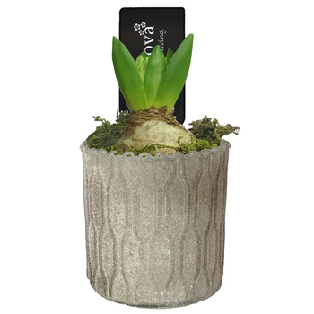 Visuel 1 du produit Jacinthe présentée en pot déco de 9 cm