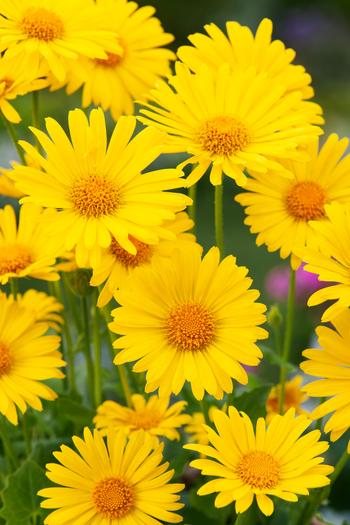 Visuel 1 du produit Doronic du Caucase  - Le pot de 2 litres