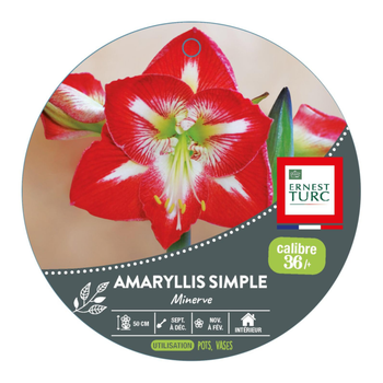 Visuel 1 du produit Amaryllis minerve botanic® - 1 bulbe