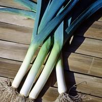 Visuel 1 du produit Poireau Bleu de Solaise. La botte de 50 plants