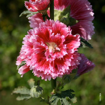 Visuel 1 du produit Rose Trémière double 'Fiesta Time' - Le pot de 1 litre