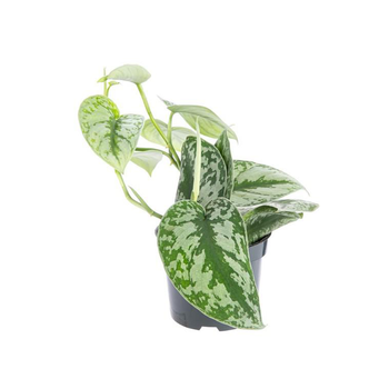 Visuel 1 du produit Scindapsus Trébie pot Ø12xH20 cm