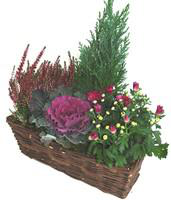 Visuel 1 du produit Jardinière variée - La jardinière de 25 cm