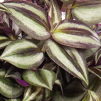 Visuel 1 du produit Tradescantia - La suspension diam 27 cm