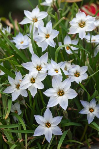 Visuel 1 du produit Étoile des Incas  - Le pot de 2 litres