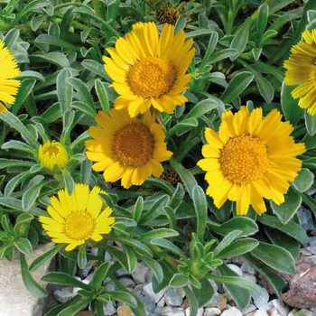 Visuel 1 du produit Astérolide maritime (Astérisque ou Astericus) à fleurs jaunes - Le pot Ø 10,5 cm