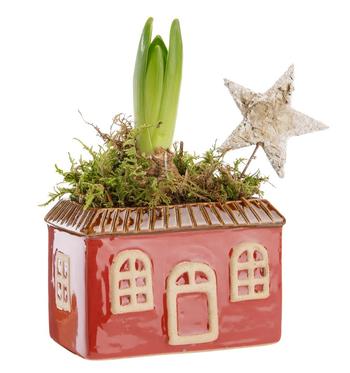Visuel 1 du produit Jacinthe blanche. Le pot hauteur 7,5 cm en céramique rouge.