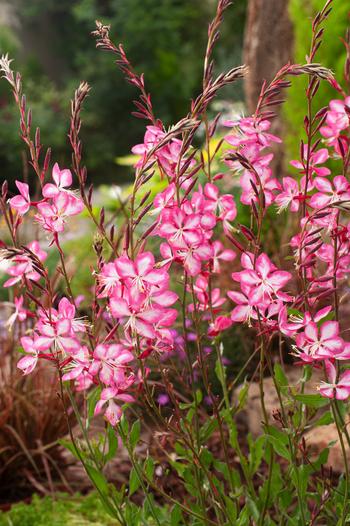 Visuel 1 du produit Gaura ROSY JANE - Le pot de 2 litres
