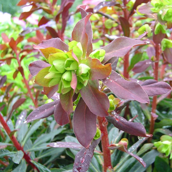 Visuel 1 du produit Euphorbe Blackbird Pot 21 - Le pot de 21 cm