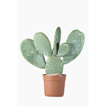 Visuel 1 du produit Opuntia Ficus Indica (Figuier de Barbarie) en pot de 3 L vert