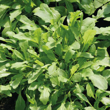 Visuel 1 du produit Roquette Sauvage Letizia Bio. La barquette de 12 plants