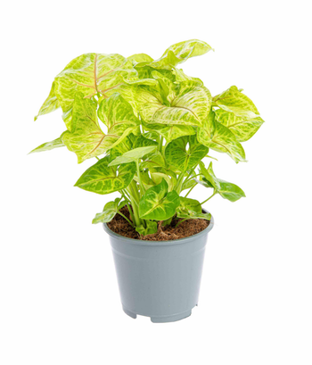 Visuel 1 du produit Syngonium doré jaune. Le pot Ø 14 cm
