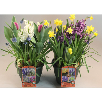 Visuel 1 du produit Bulbes Arlequin - Le pot de 3 litres