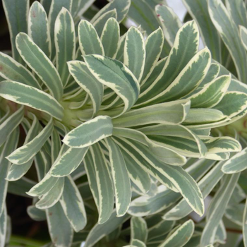 Visuel 1 du produit Euphorbia Characias Silver Edge - Le pot de 4 litres