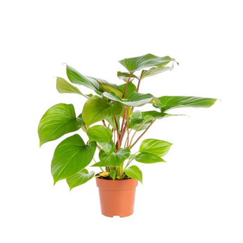 Visuel 1 du produit Homalomena Maggy Pot Ø17xH70 cm