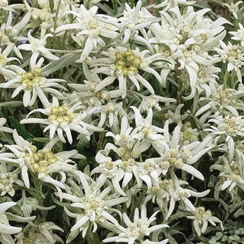 Visuel 1 du produit Edelweiss Vroni - La jardinière de 40 cm
