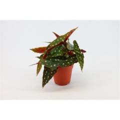 Visuel 1 du produit Bégonia maculata. Le pot de Ø 12 x H 20 cm