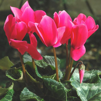 Visuel 1 du produit Cyclamen à grandes fleurs multicolores - Le pot Ø 14 cm