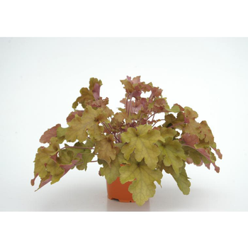 Visuel 1 du produit Heuchère Lime Marmelade - Le pot diam 12 cm