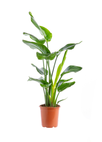 Visuel 1 du produit Oiseau du paradis vert. Le pot Ø 24 cm