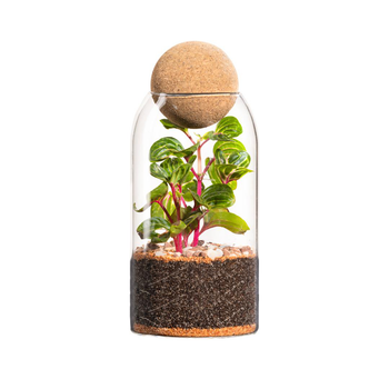 Visuel 1 du produit Terrarium autonome botanic® Niwa - Taille M Ø 8,5 cm H 24 cm