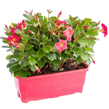 Visuel 1 du produit Dipladénia ou Mandevilla à fleurs multicolores - La jardinière de 40 cm