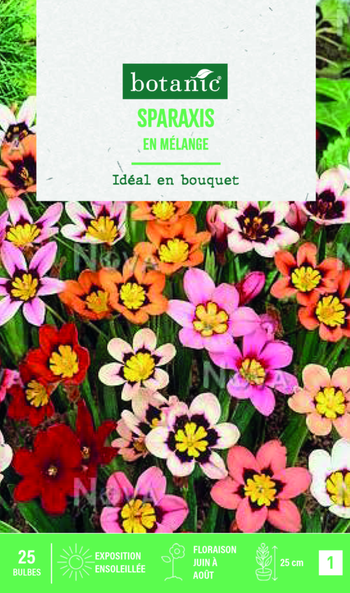 Visuel 1 du produit Bulbes de fleurs Sparaxis tricolor en mélange botanic® – 25 bulbes