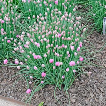 Visuel 1 du produit Ciboulette. Le pot de 1 litre