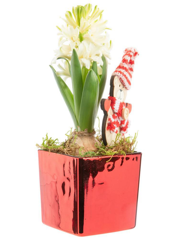 Visuel 1 du produit Jacinthe x 1 pot carré rouge laqué - 8 x 8 cm