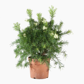 Visuel 1 du produit Grevillea Gracilis Alba blanc. Le pot de 7 litres
