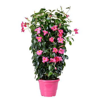 Visuel 1 du produit Dipladénia palissé - Le pot de 4 litres