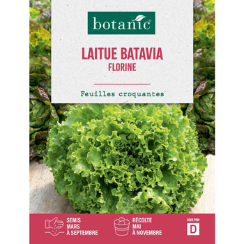 Visuel 1 du produit Graines de laitue batavia florine botanic® - graines à semer