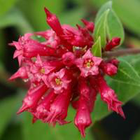 Visuel 1 du produit Cestrum Rubrum ½ tige en pot de 3 L