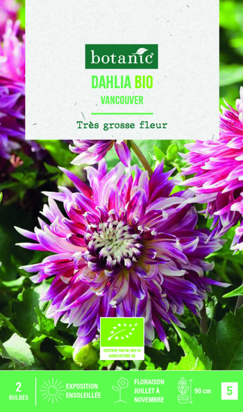 Visuel 1 du produit Bulbes de fleurs Dahlia décoratif Vancouver bio botanic® - 2 bulbes