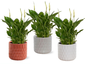 Visuel 1 du produit Plante fleurie Spathiphyllum - Ø 10,5 cm