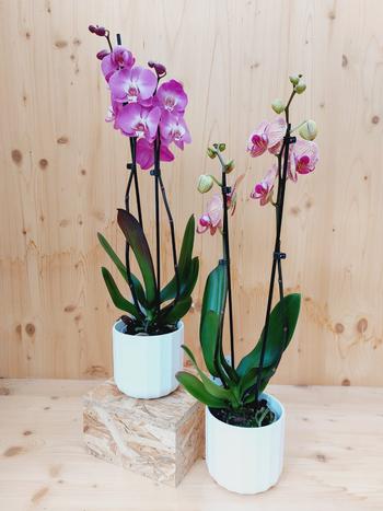 Visuel 1 du produit Orchidée Phalaénopsis 2 branches botanic®. Le pot de Ø 12 cm