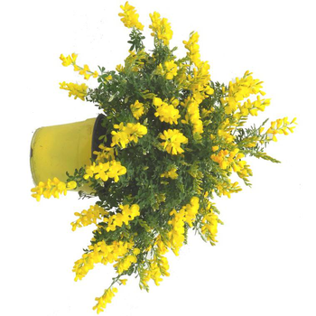 Visuel 1 du produit Genêt de Madère. Le pot de 1 litre