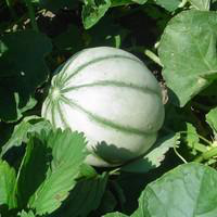 Visuel 1 du produit Melon Bio. La barquette de 4 plants